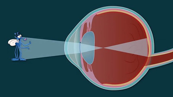 How do the eye and brain work? Illustration